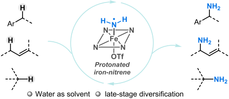 酶可往，铁亦可往：非天然酶功能启发的铁催化sp3-碳氢键伯胺化